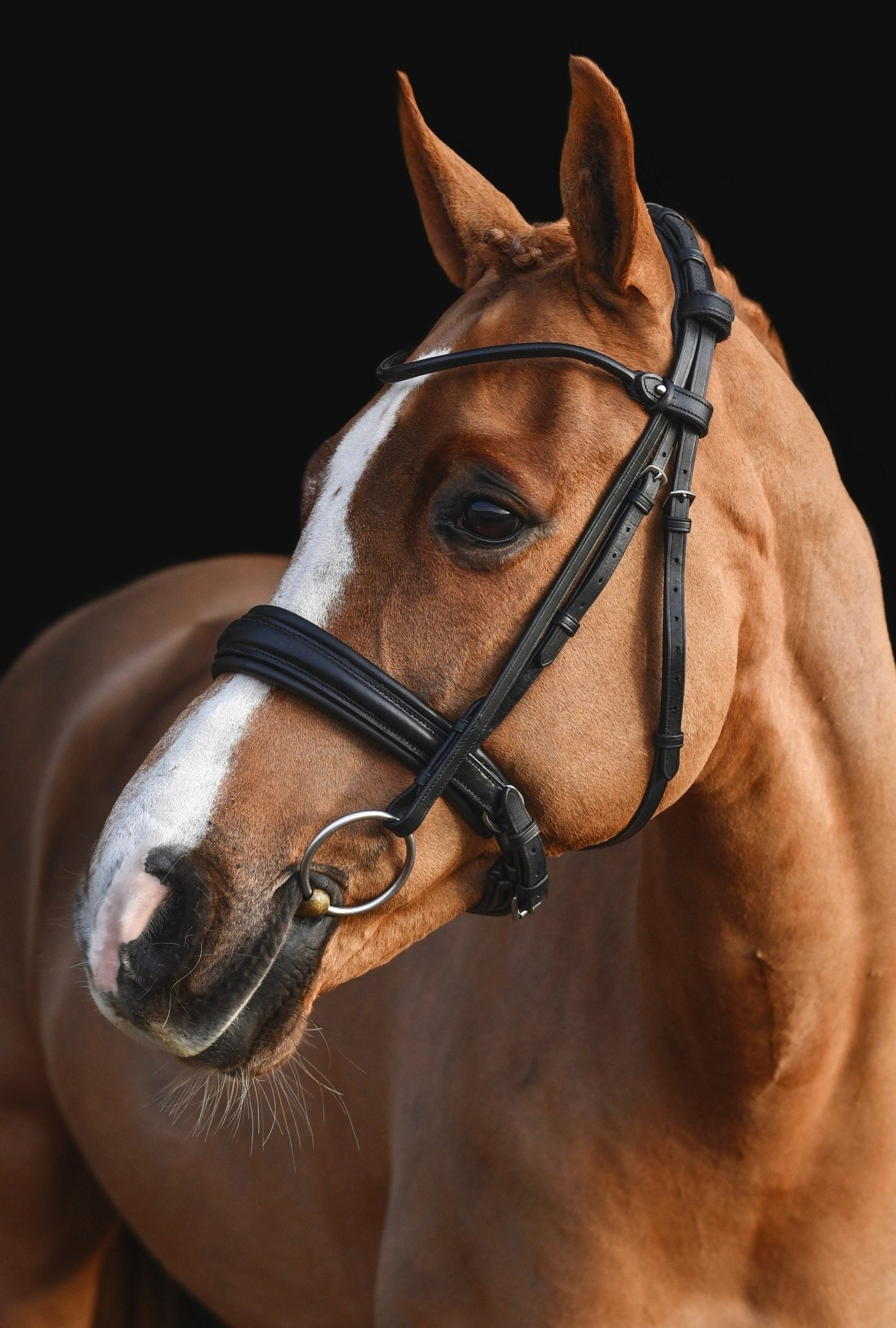 Convertible Classic Dressage Comfort Bridle, from The Urbany. Elevate your horse's style with sparkling crystals and comfort.