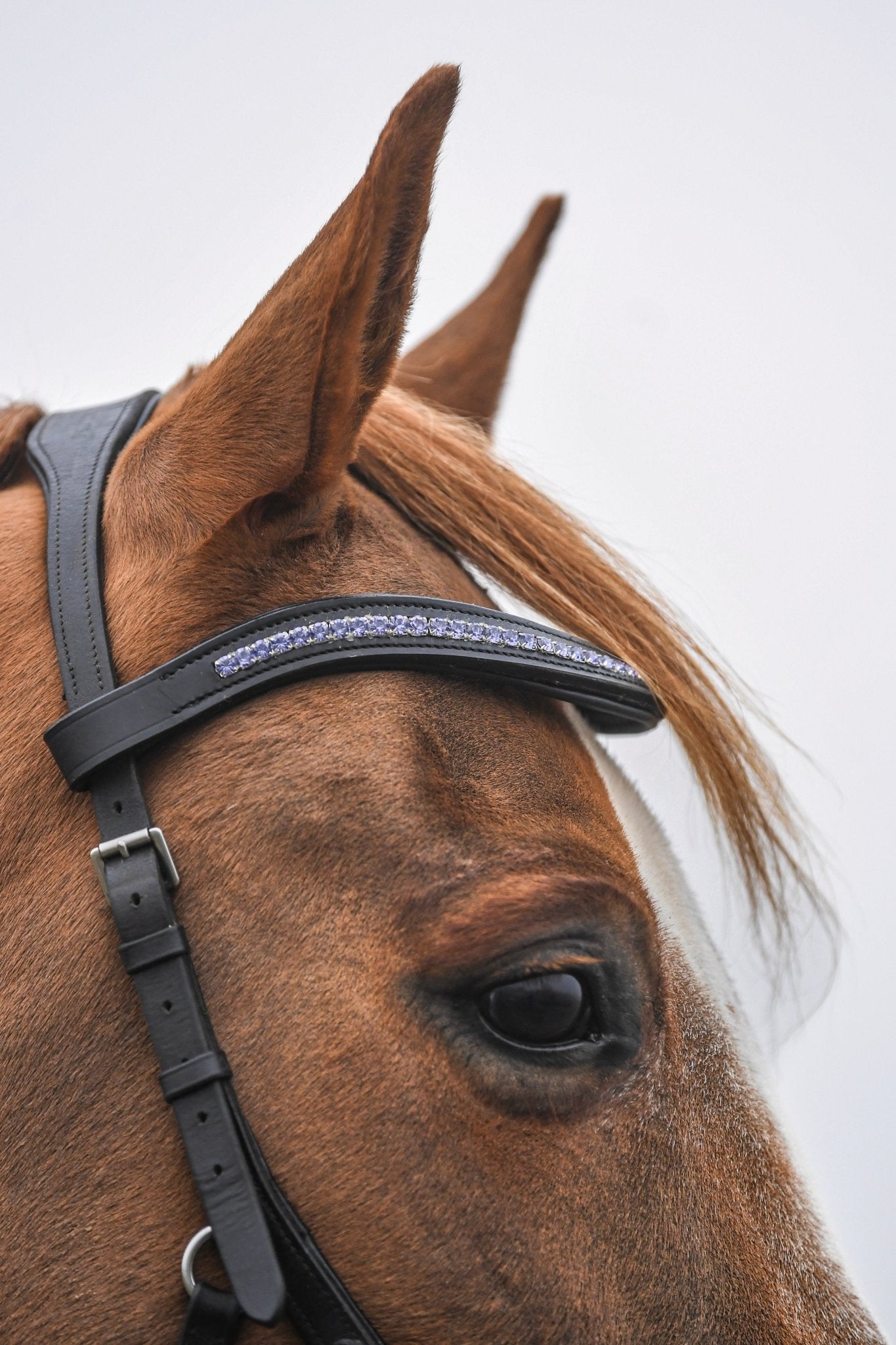 Purple Crystal Padded Browband, from The Urbany. Elevate your horse's style with sparkling crystals and comfort.