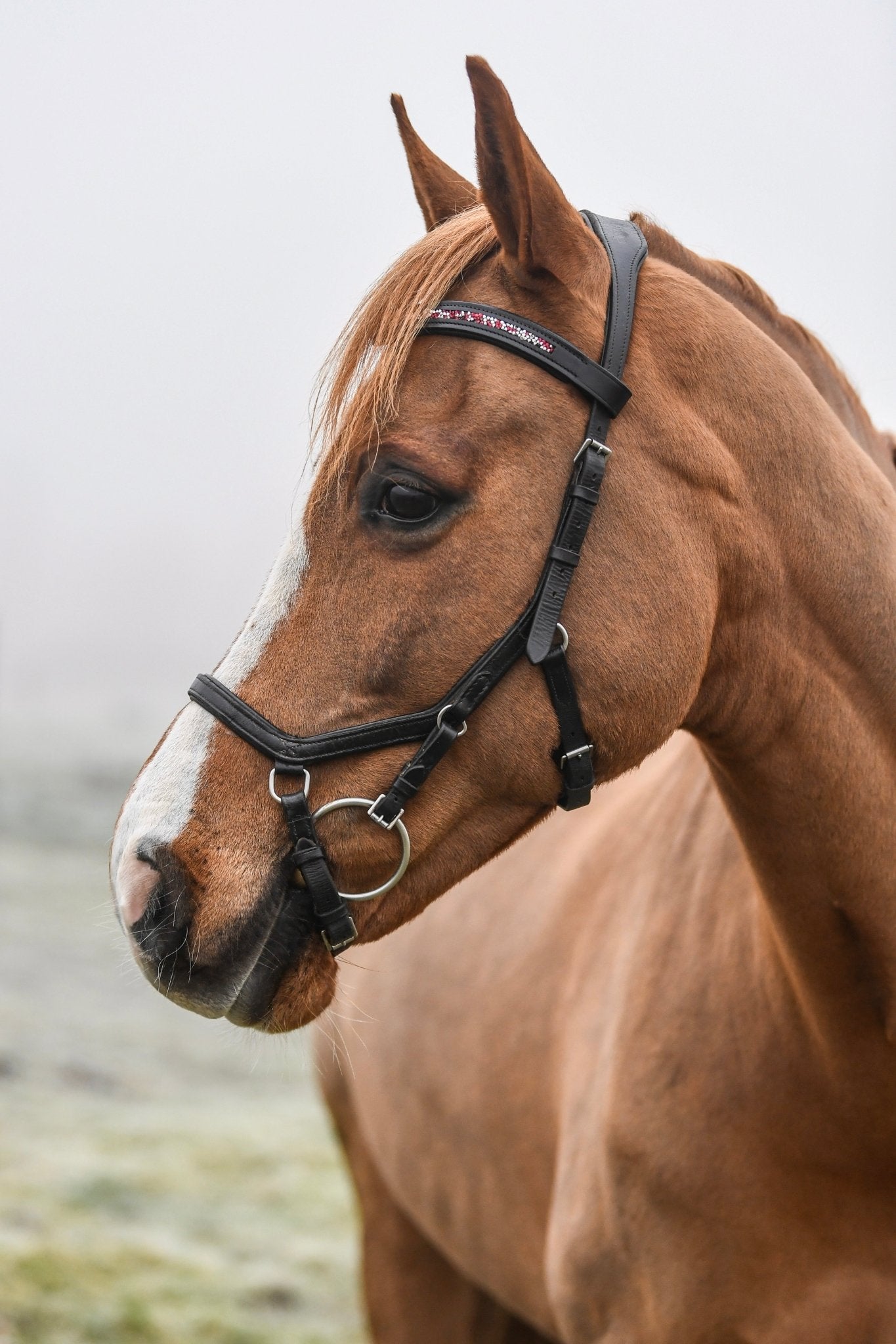 Crushed Ruby Crystal Padded Browband, from The Urbany. Elevate your horse's style with sparkling crystals and comfort.