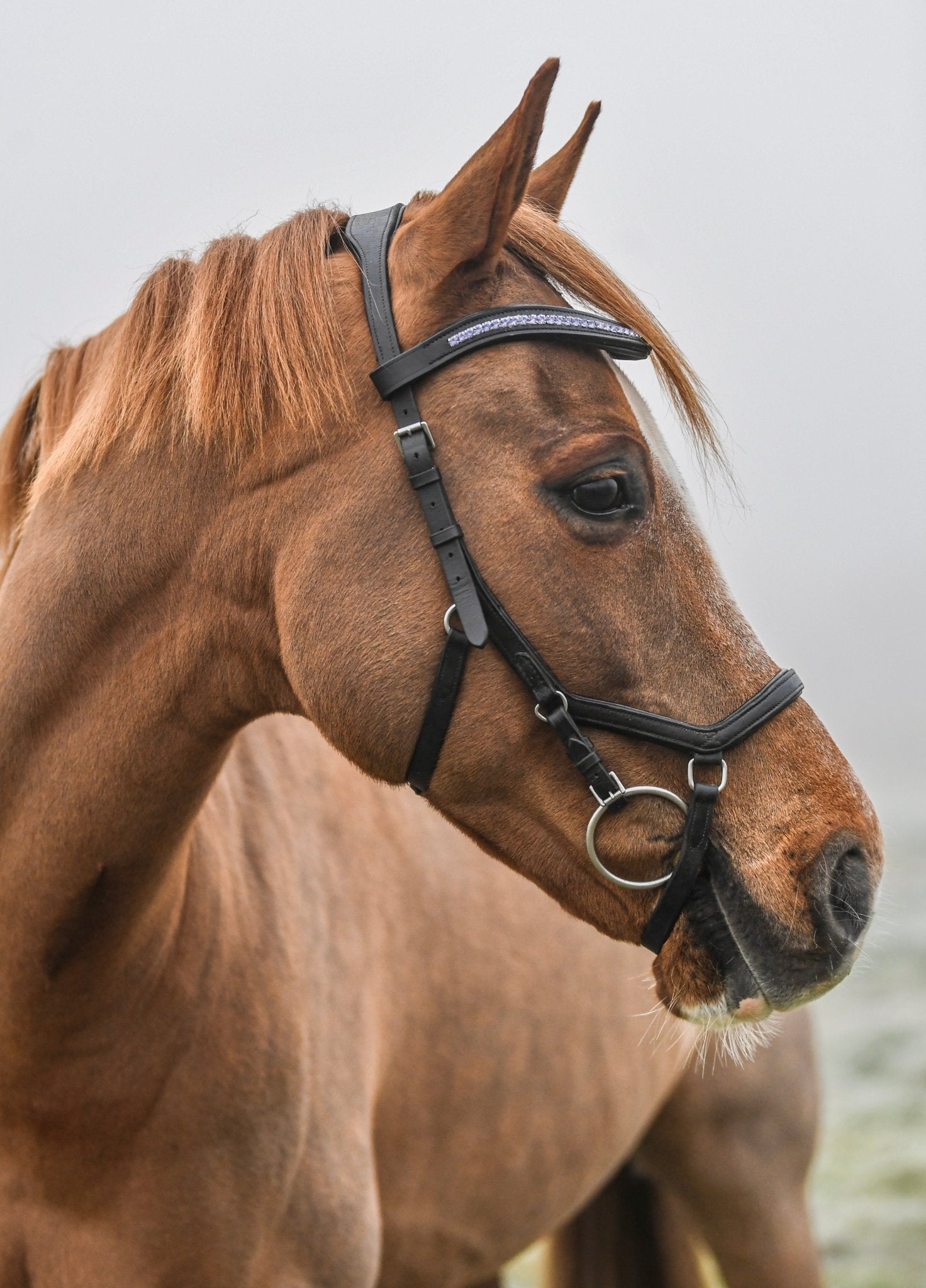 Purple Crystal Padded Browband, from The Urbany. Elevate your horse's style with sparkling crystals and comfort.