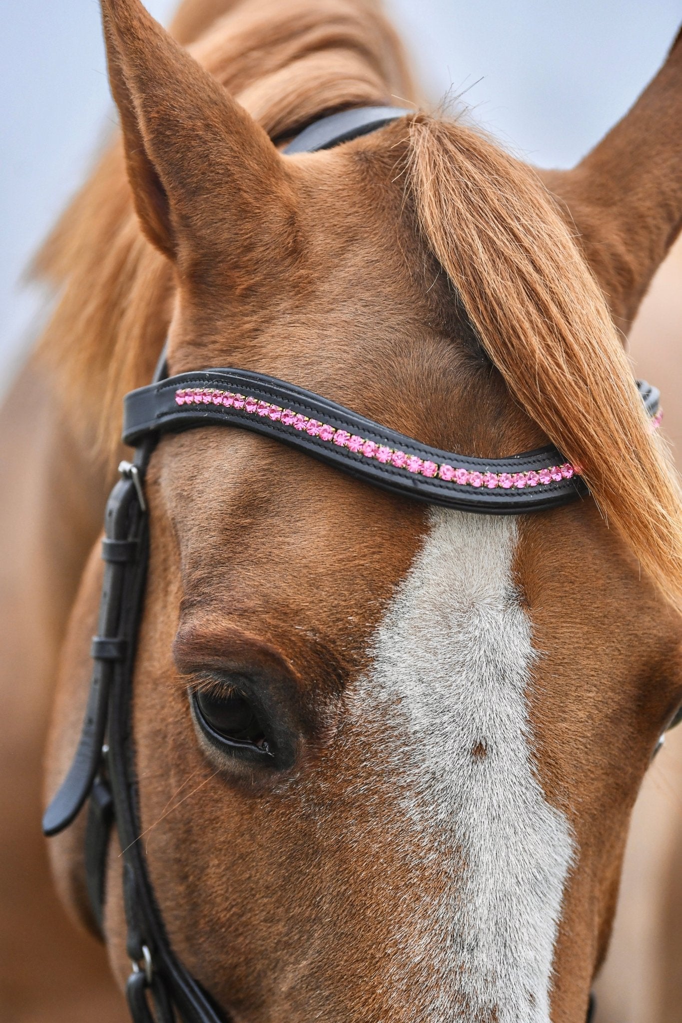 Hot Pink Crystal Padded Browband, from The Urbany. Elevate your horse's style with sparkling crystals and comfort.