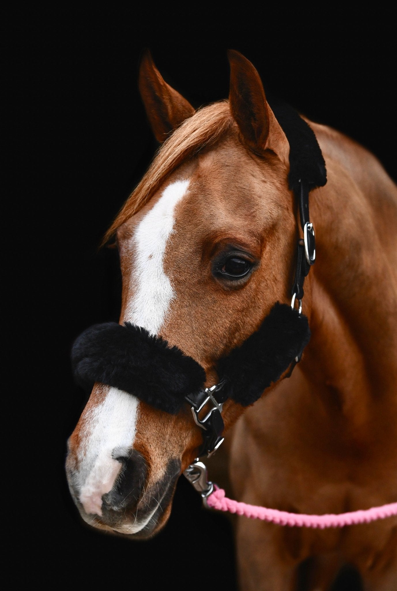 Sheepskin Headcollar Set - Black, from The Urbany. Elevate your horse's style with sparkling crystals and comfort.